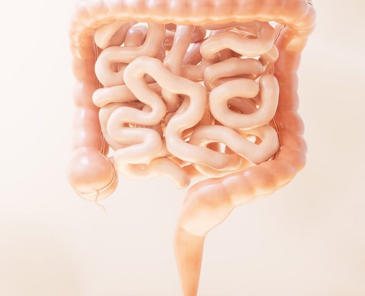 GIM-intestine GIM-intestine